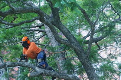 Qualified Tree Pruning Specialists