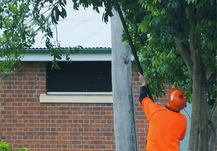Tree Pruning and Thinning