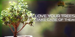 Some Important Tips to Maintain Your Trees - AUSTRALIAN TREE SERVICES - brisbane - ipswich