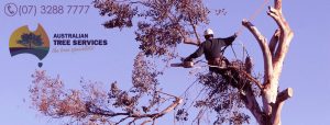 tree removal service brisbane - ipswich