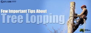 Important Tips about Tree Lopping & Pruning - Australian Tree Services - Brisbane - Ipswich