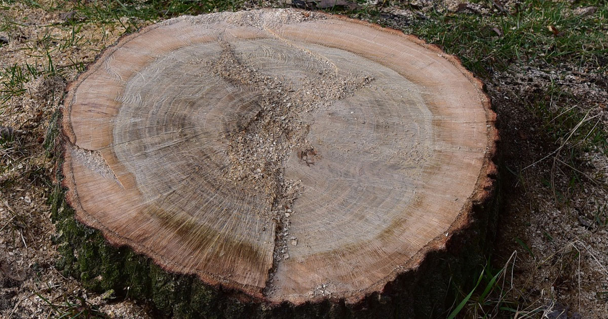 How to rot a tree stump