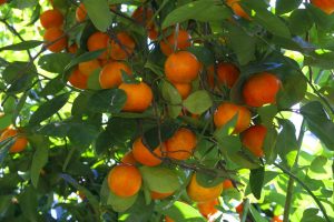 Winter care for fruit trees