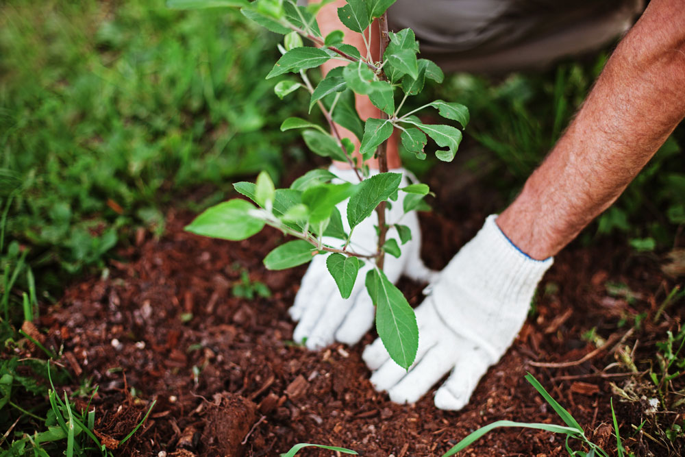 Tip's for planting trees in your yard | Australian Tree Services