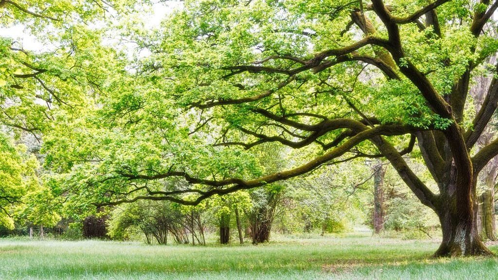 Trees you should avoid planting in your Brisbane garden